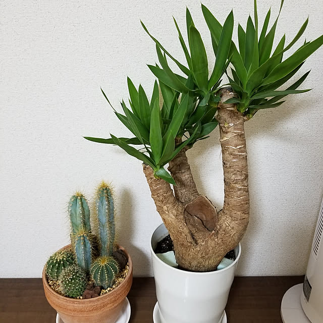 m.hanaさんの実例写真