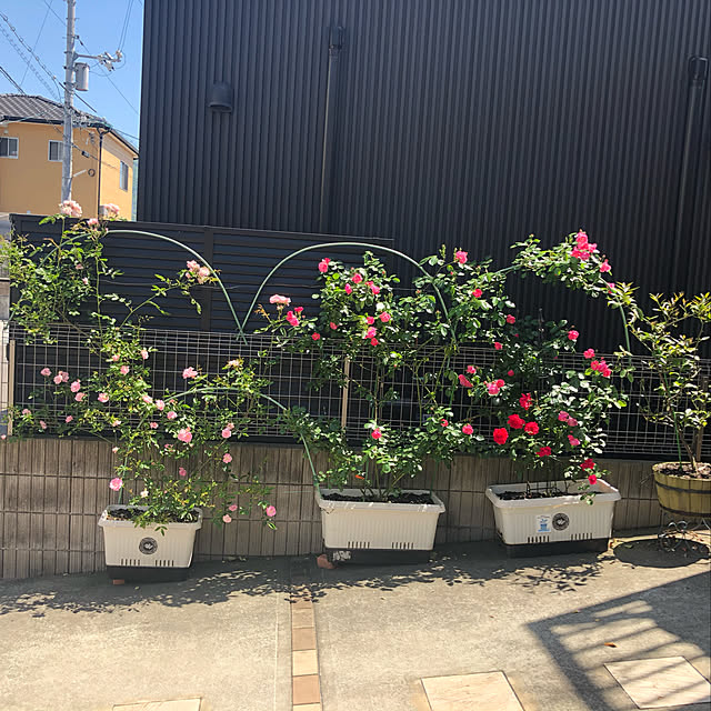 angelrose.yuuさんの実例写真