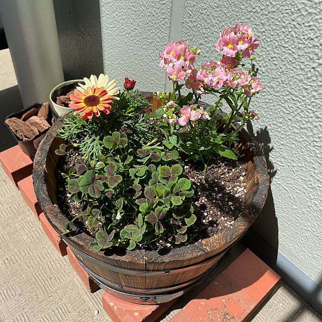 ベランダガーデン/寄せ植え初心者/お花のある暮らし/おうち時間/一人暮らし...などのインテリア実例 - 2021-04-09 23:22:15