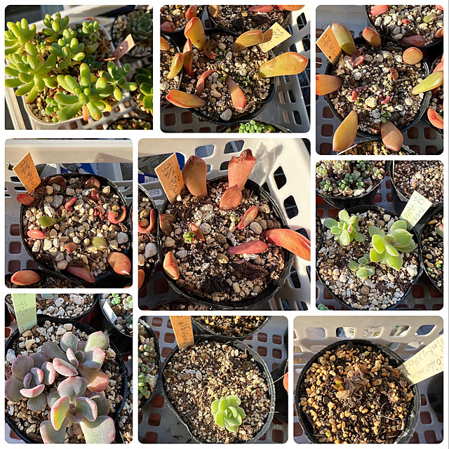 melmelさんの実例写真