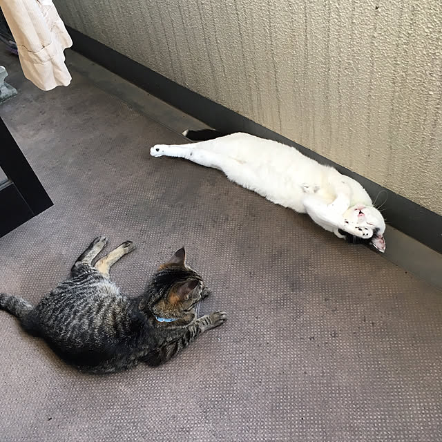 玄関/入り口/猫のいる生活/ベランダ/猫の手も借りたい｡･ﾟ･(*ﾉД`*)･ﾟ･。のインテリア実例 - 2017-07-24 00:41:01