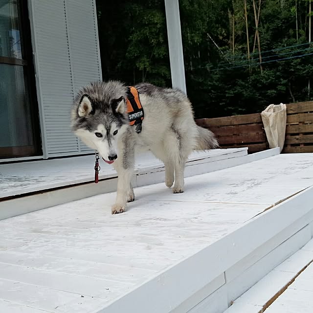 DogGardenBaByBooさんの実例写真