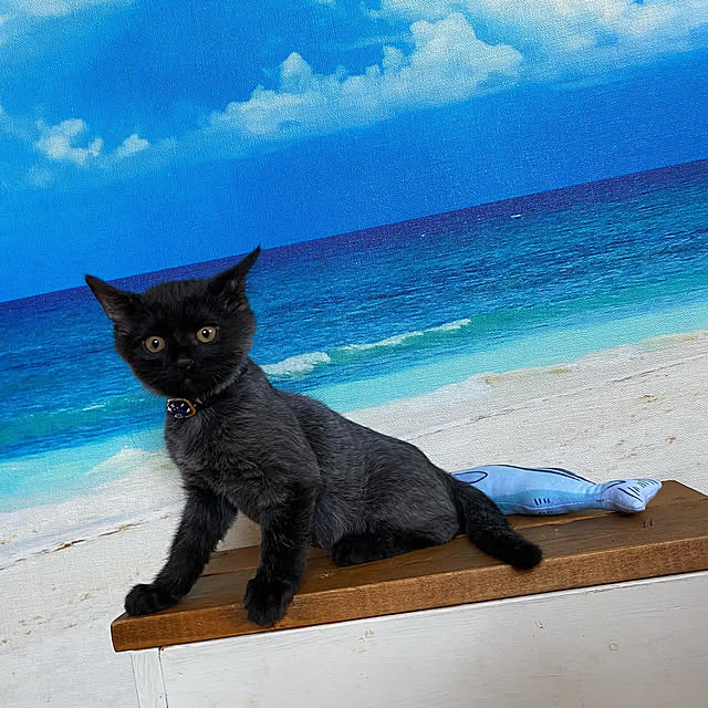 prelumoさんの実例写真