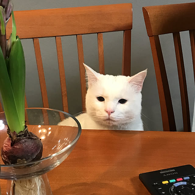 nyanko-beamさんの実例写真