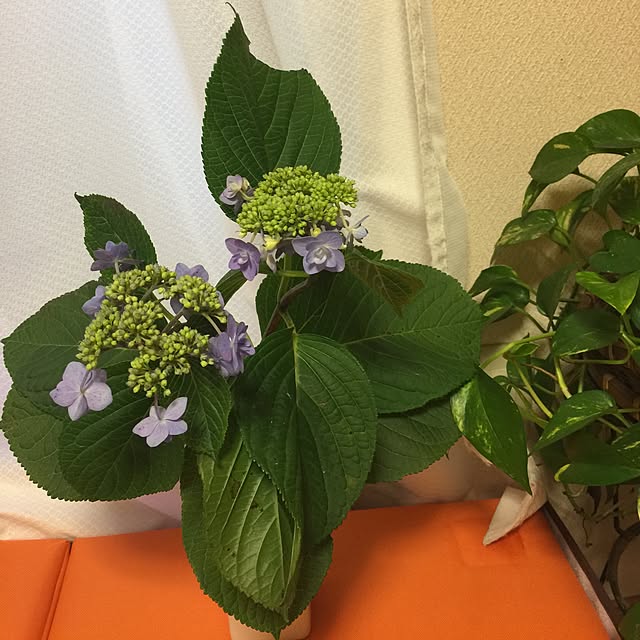 Harumiさんの実例写真