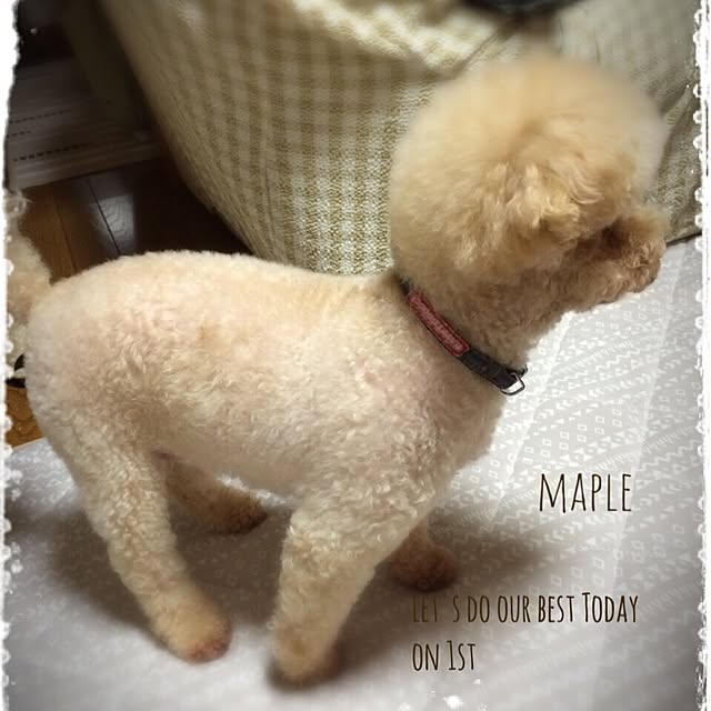mapleさんの実例写真