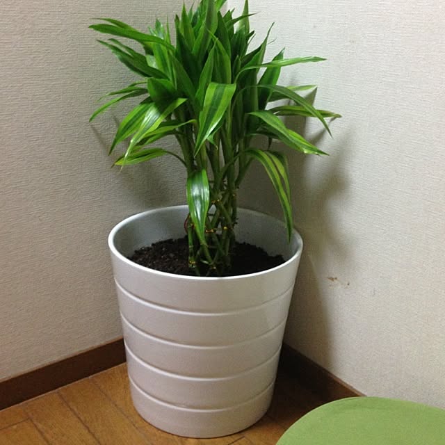 kiyomiさんの実例写真