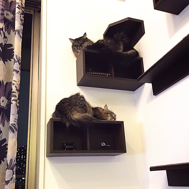 theo_nazcaさんの実例写真