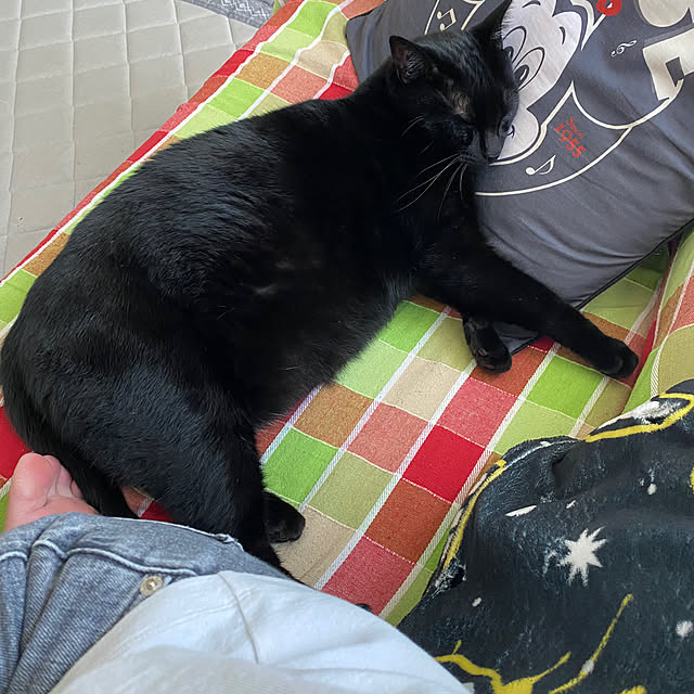 aoaomiさんの実例写真