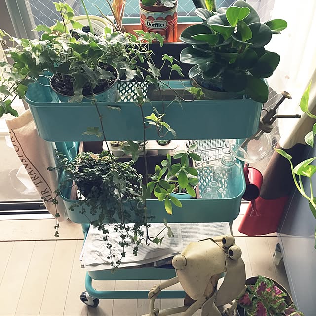 リビング/観葉植物/多肉植物のインテリア実例 - 2017-05-27 17:08:21