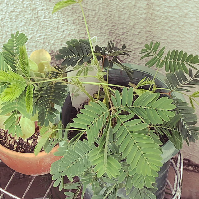 rainさんの実例写真