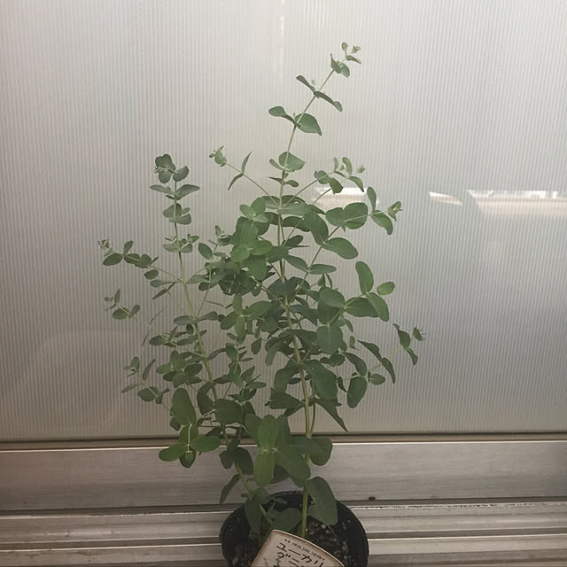 kojiro120513さんの実例写真
