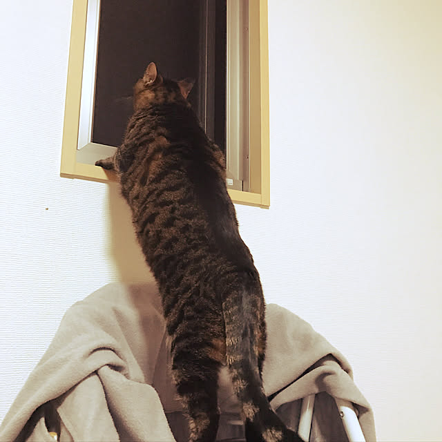 chicoさんの実例写真