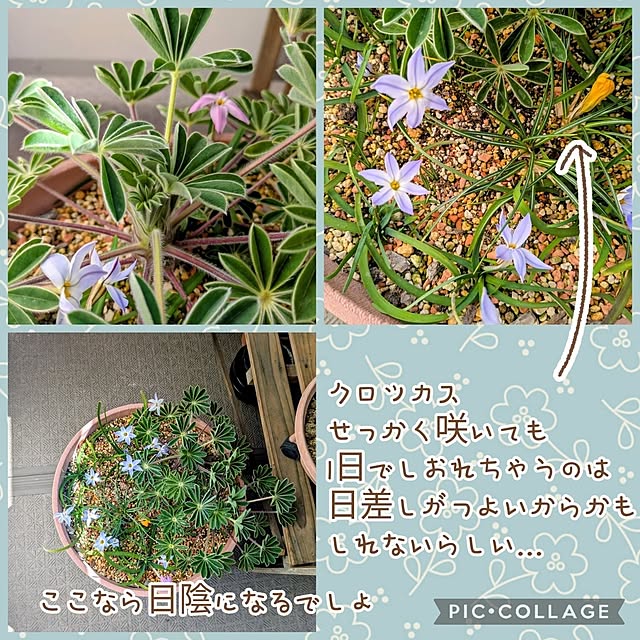 mi-saさんの部屋