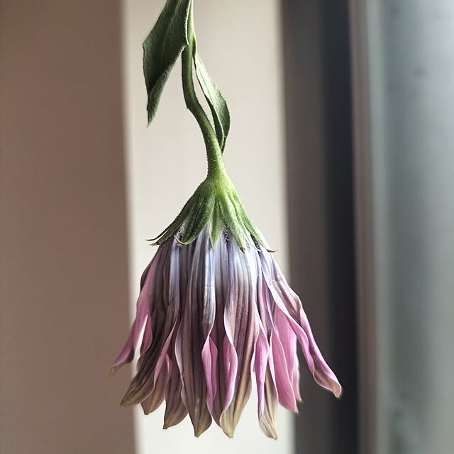 aoiroさんの部屋