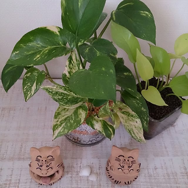 higupyonnさんの実例写真