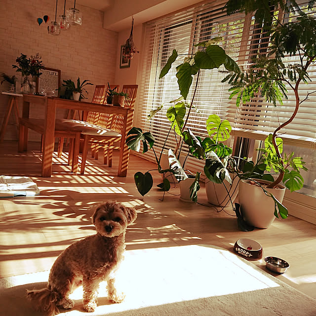 macoさんの実例写真