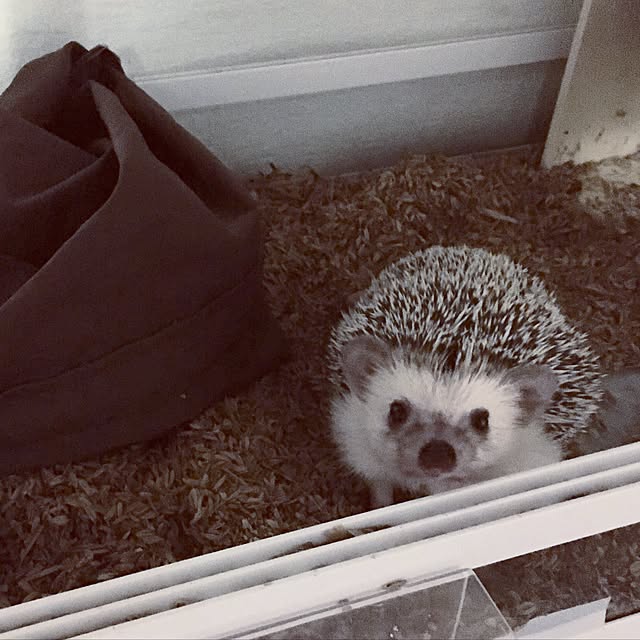 saokoさんの実例写真