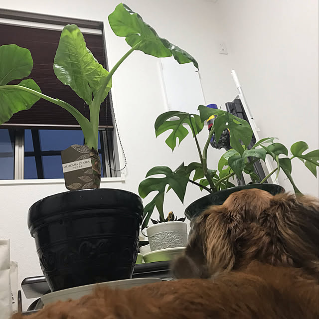 MIUさんの実例写真