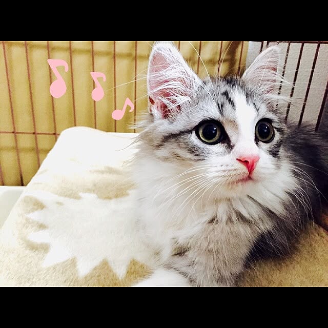 Yokoさんの実例写真