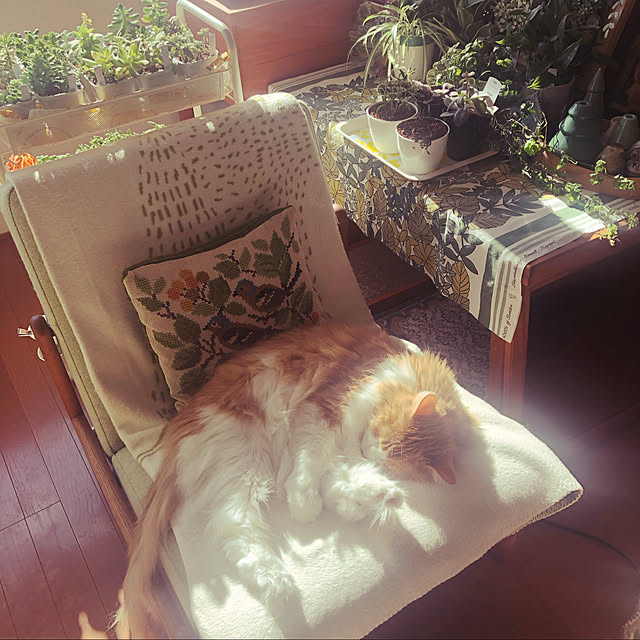 uchidaizuさんの実例写真