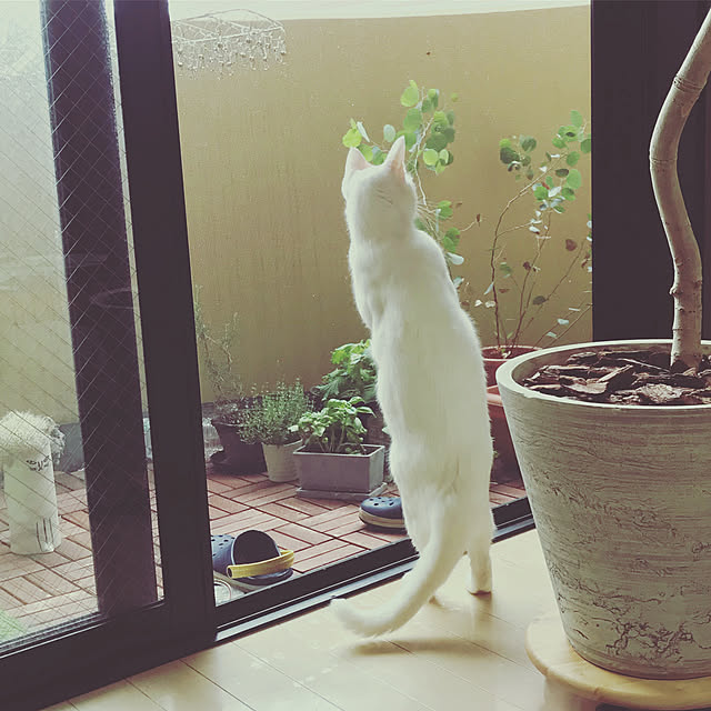 玄関/入り口/観葉植物/ガーデニングのインテリア実例 - 2018-12-26 00:53:43