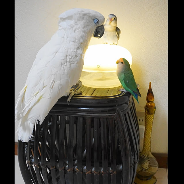 aromameさんの実例写真