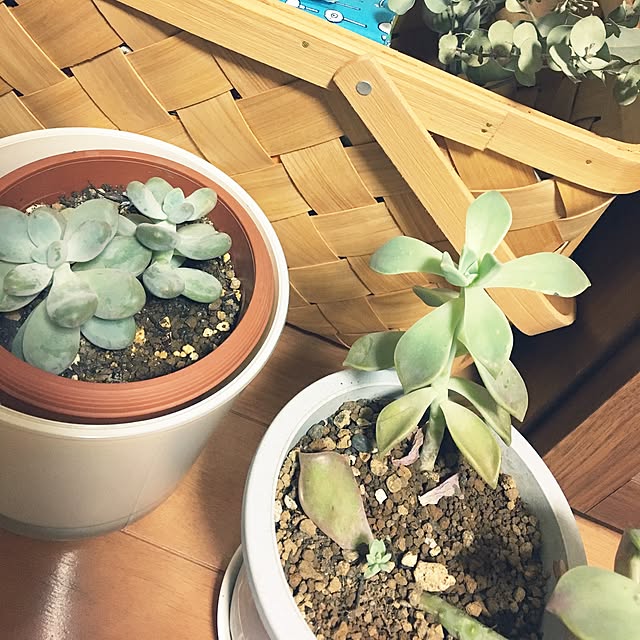 juboccoさんの実例写真