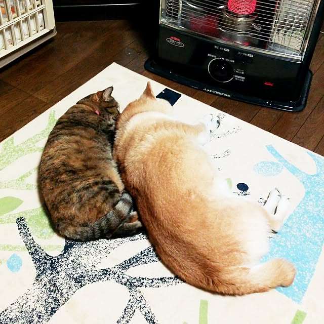 北欧風のラグ/石油ストーブ/猫/柴犬/アウトレット＆リユース...などのインテリア実例 - 2015-01-16 17:48:25