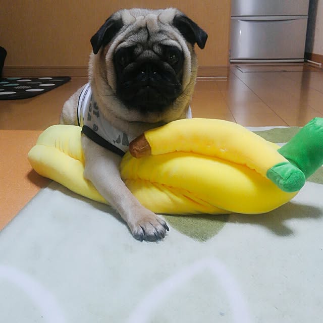 kotata96さんの実例写真