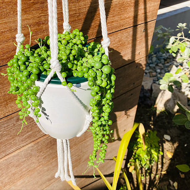 グリーンネックレス/木製の門柱/外構/観葉植物/グリーン...などのインテリア実例 - 2022-11-12 11:35:26