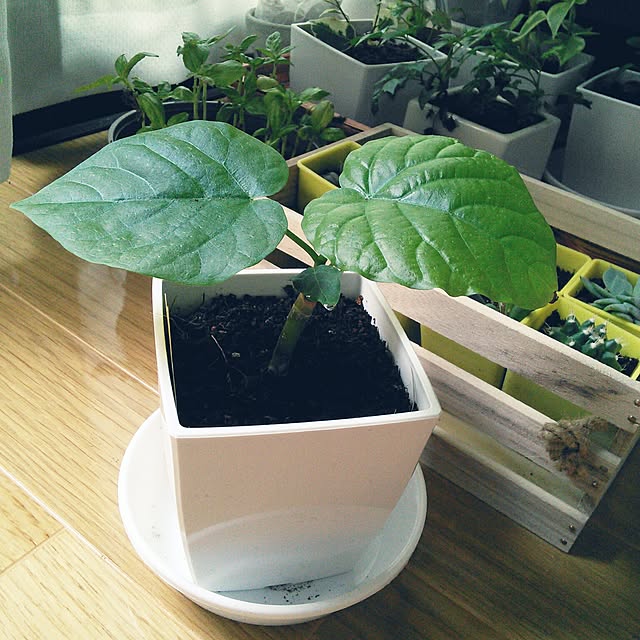kotokoさんの実例写真