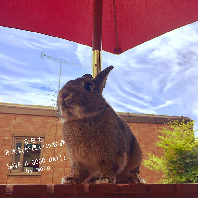 muuさんの実例写真