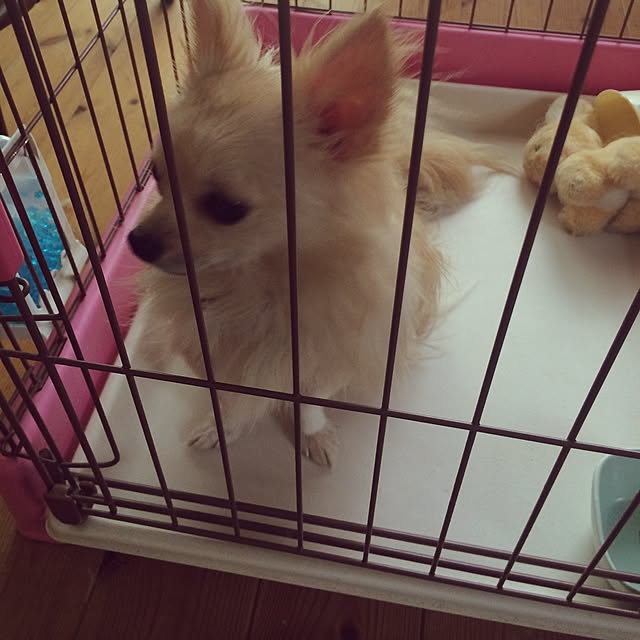 marigonさんの実例写真