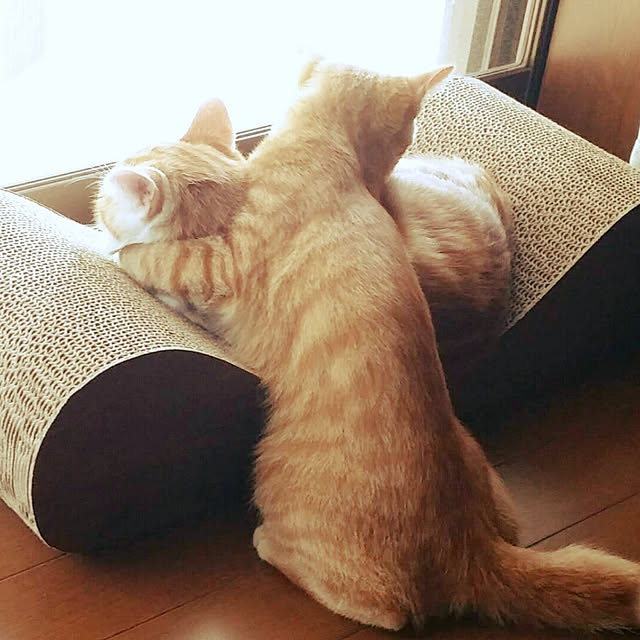 rapin8226さんの実例写真