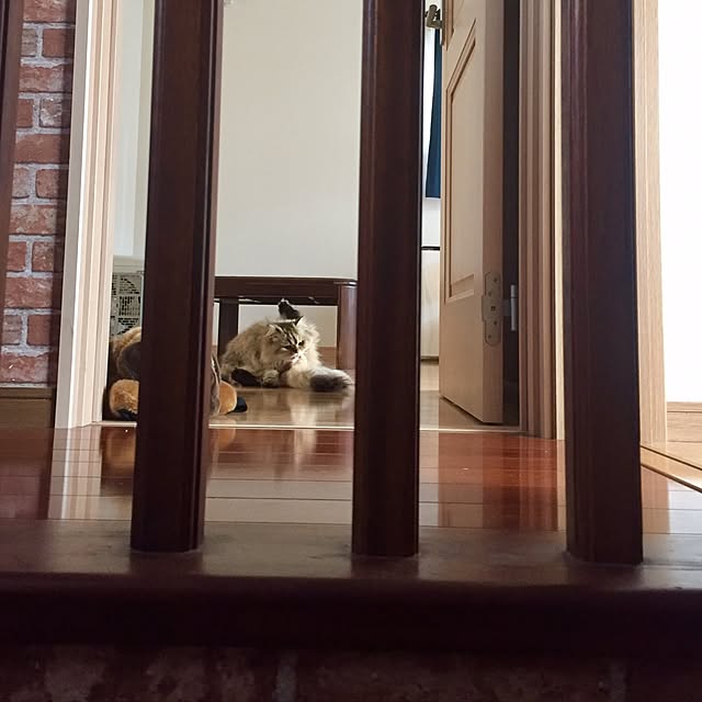 butachanさんの実例写真