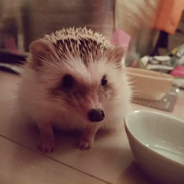 kuruさんの実例写真