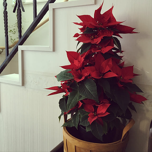 omameさんの実例写真