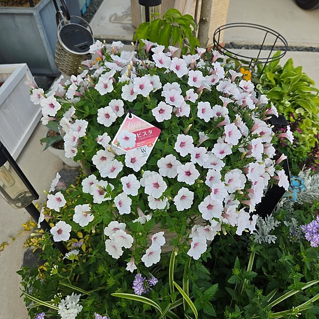nonbiri_house_さんの部屋