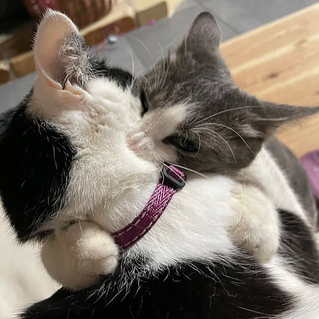 nekosamaさんの実例写真