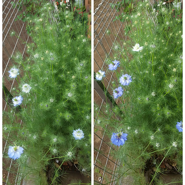 mmpoohさんの実例写真