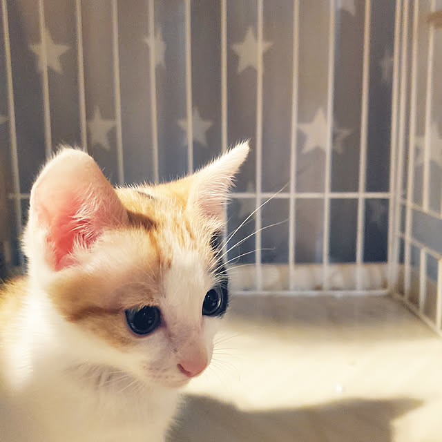 yukosanさんの実例写真