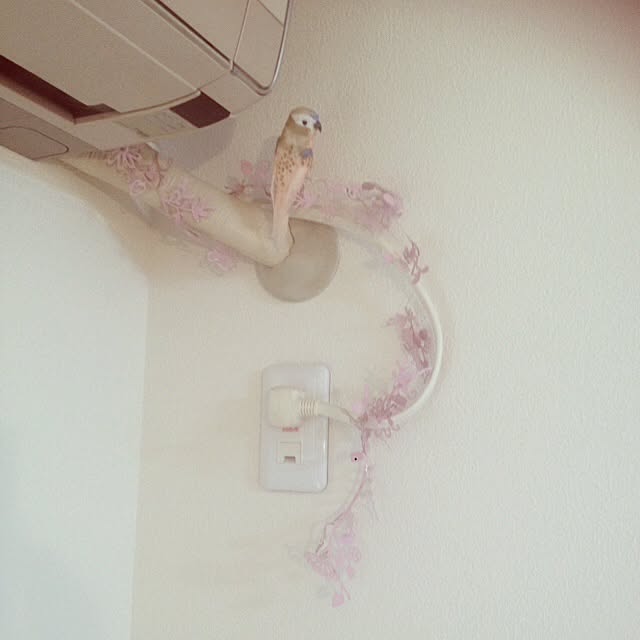 Tippiさんの実例写真