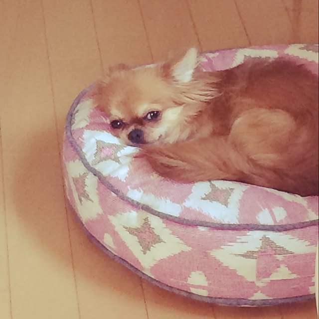 kukuruさんの実例写真