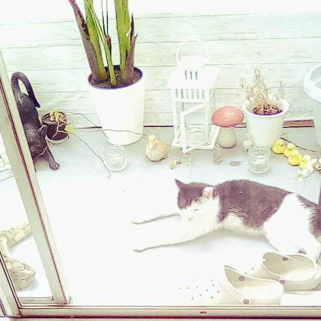 catloveさんの実例写真