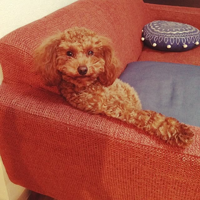 Mihoさんの実例写真
