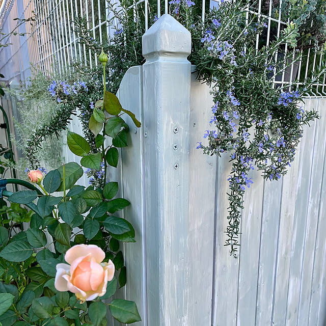 seiseiさんの実例写真