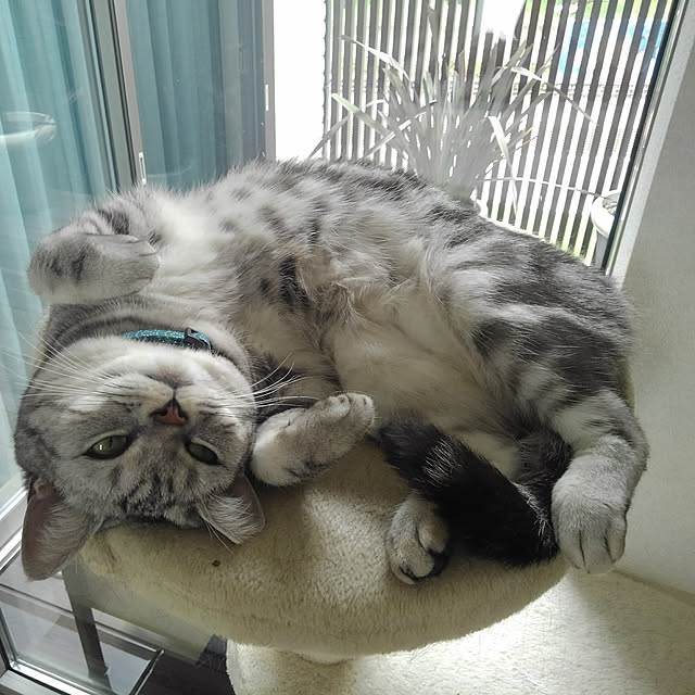 NANACOCOさんの実例写真