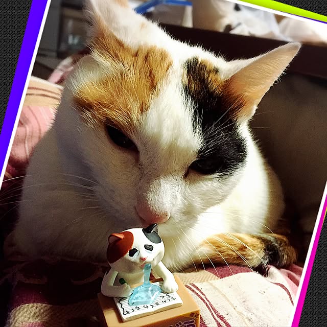 yocchiさんの実例写真
