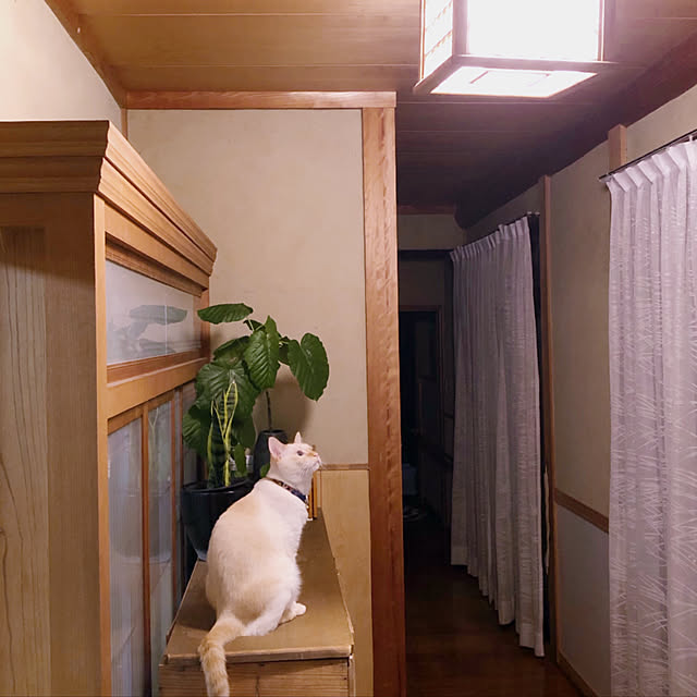 mohhaさんの実例写真